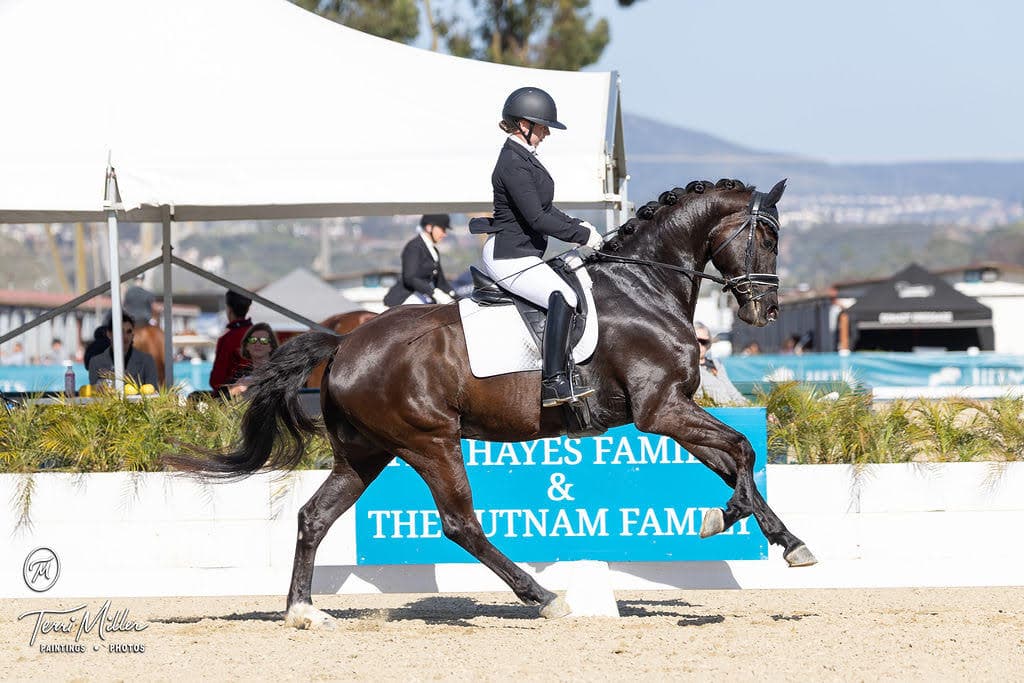 Dressage horse in extended trot at a show