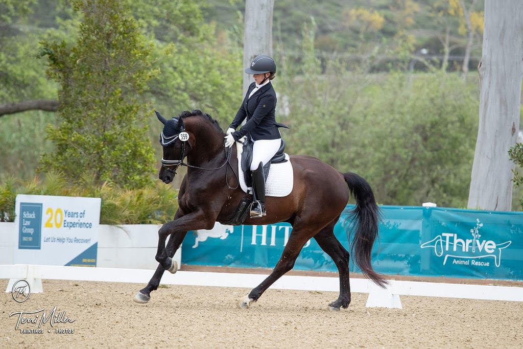 Dressage horse and rider in competition