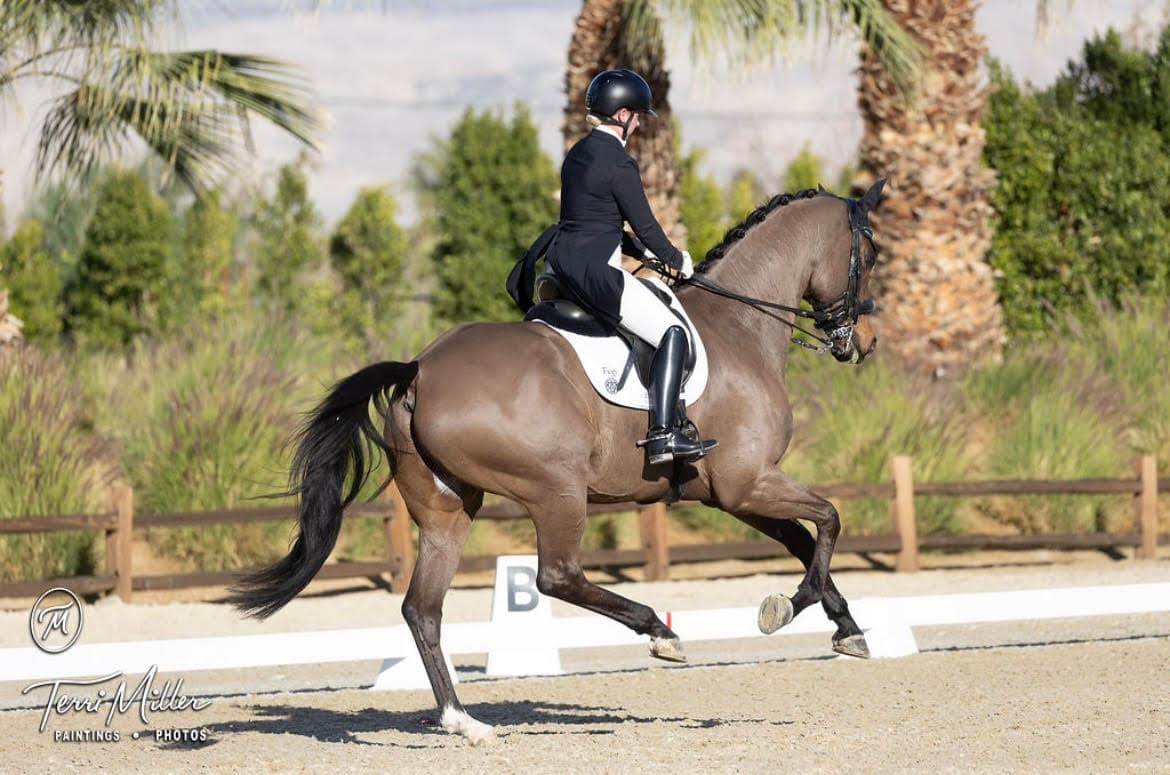 Dressage horse in extended trot